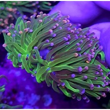 EUPHYLLIA TORCH GREEN PINK TIPS