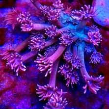 GONIOPORA PINK AND BLUE